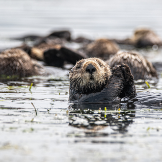 Otter